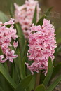 Common Hyacinth